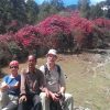 guerrilla-trek-rhododendron-blooming