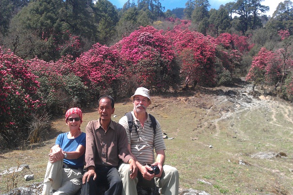 guerrilla-trek-rhododendron-blooming