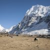 Yaks are grazing in high pasture land in Kanchenjunga Region